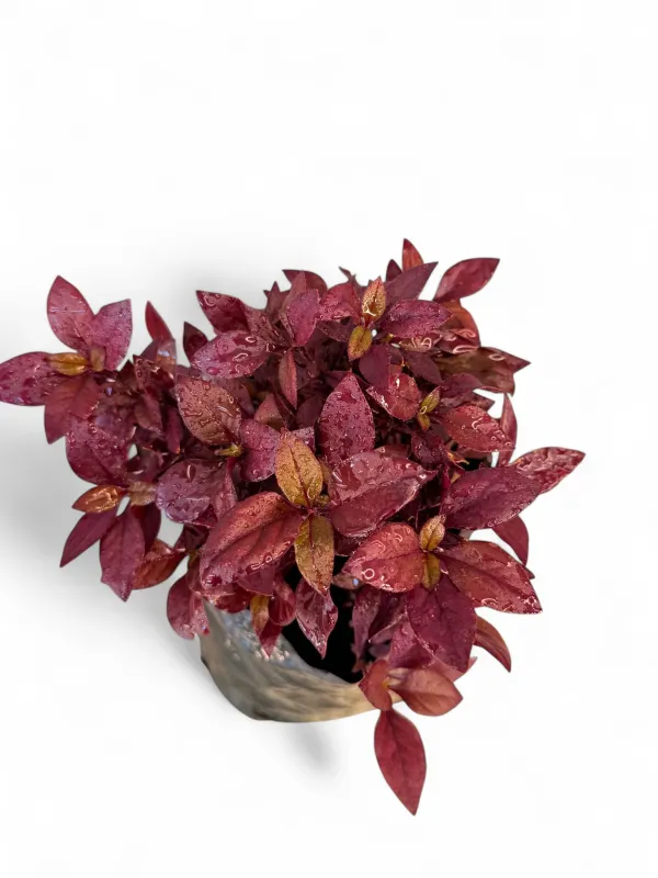 Alternanthera "Red Ruby" 2Liter