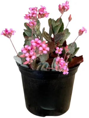Kalanchoe Pumila "Flower Dust Plant" 15cmPot