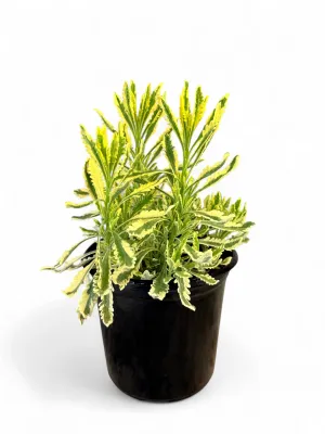 Lavandula x Heterophylla Meerlo "Variegated Lavender" 15cmPot
