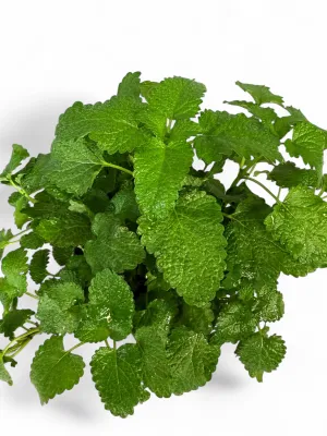 Lemon Balm "Melissa Officinalis" 12cm Pot