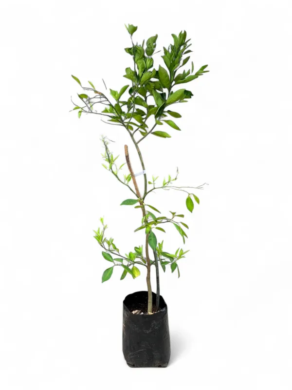 Citrus Sinensis "Orange Cara Cara Naval" 20Liter