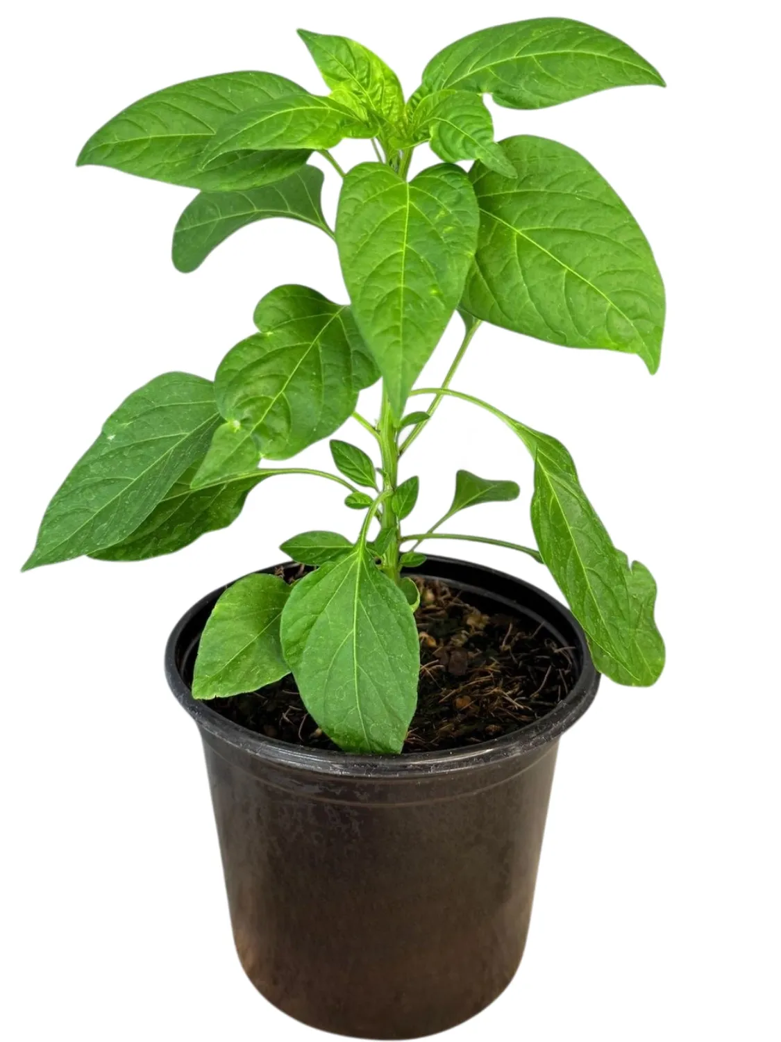 Capsicum Scorch Bonnet Red "Hot Pepper" 17cm Pot