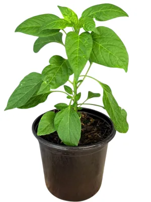 Capsicum Scorch Bonnet Red "Hot Pepper" 17cm Pot