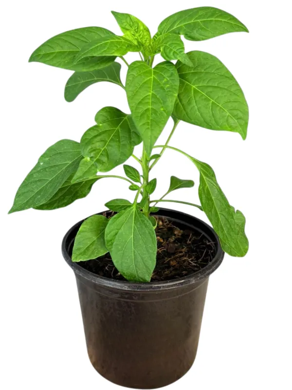 Capsicum Scorch Bonnet Red "Hot Pepper" 17cm Pot