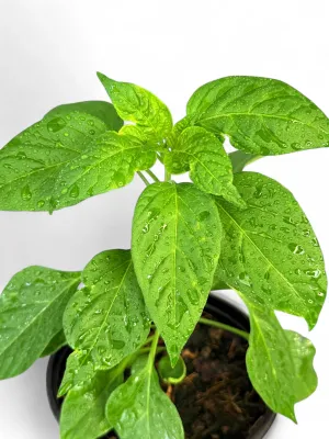 Capsicum Scorch Bonnet Red "Hot Pepper" 17cm Pot