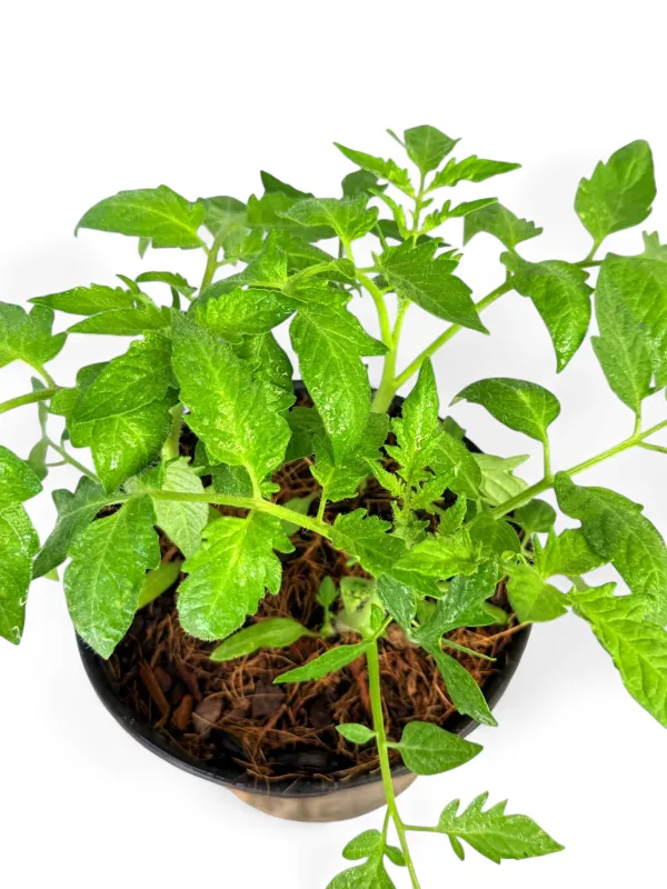 Tomato Principe Borghese "Italian Heirloom" 17cm Pot