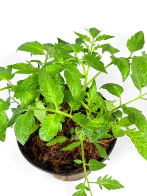 Tomato Principe Borghese "Italian Heirloom" 17cm Pot