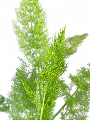 Fennel Florence "Foeniculum Vulgare" 14cm Pot