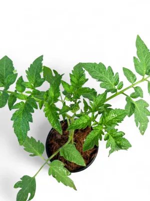 Tomato Floradade 12cm Pot