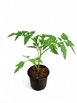 Tomato Floradade 12cm Pot