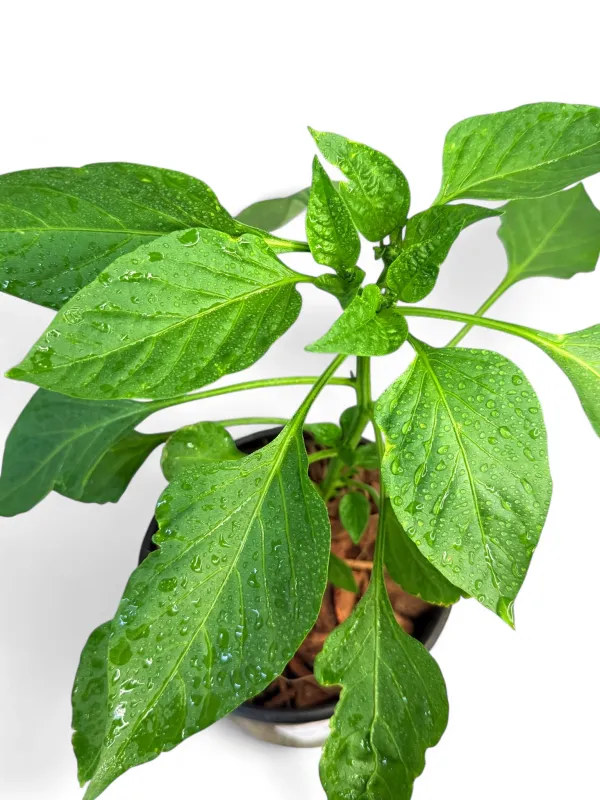 Capsicum Hot Portugal "Cayenne" 17cm Pot