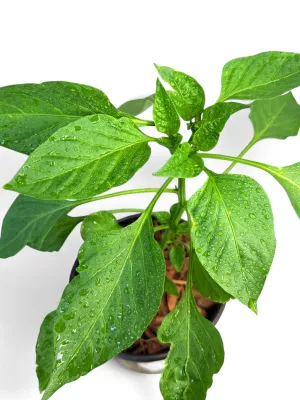 Capsicum Hot Portugal "Cayenne" 17cm Pot