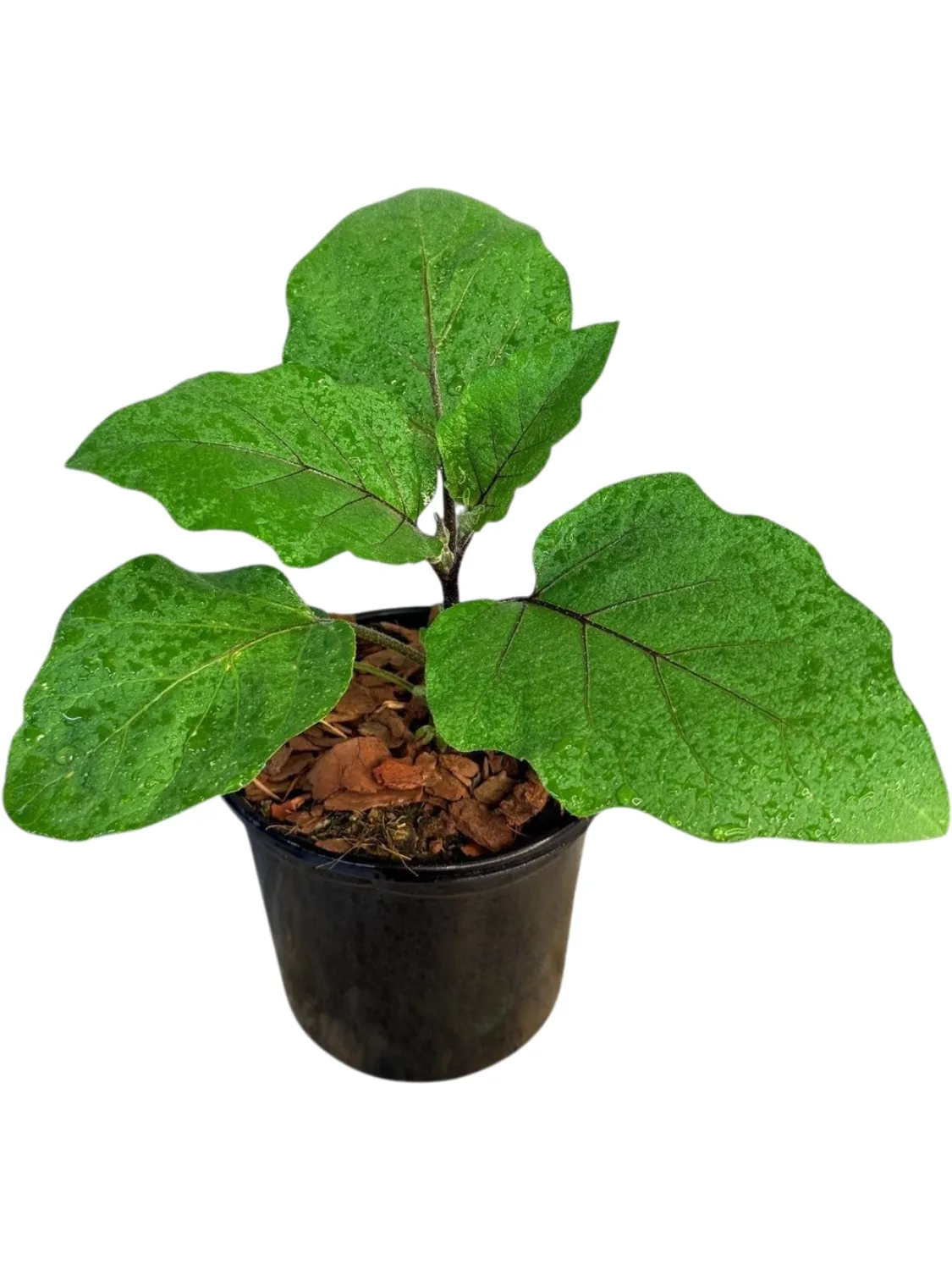 Egg Fruit Patio Baby 17cm Pot