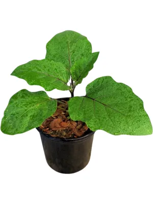 Egg Fruit Patio Baby 17cm Pot