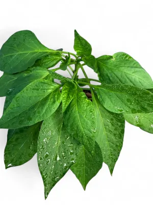 Capsicum Sweet Pepper "Santorini" 14cm Pot