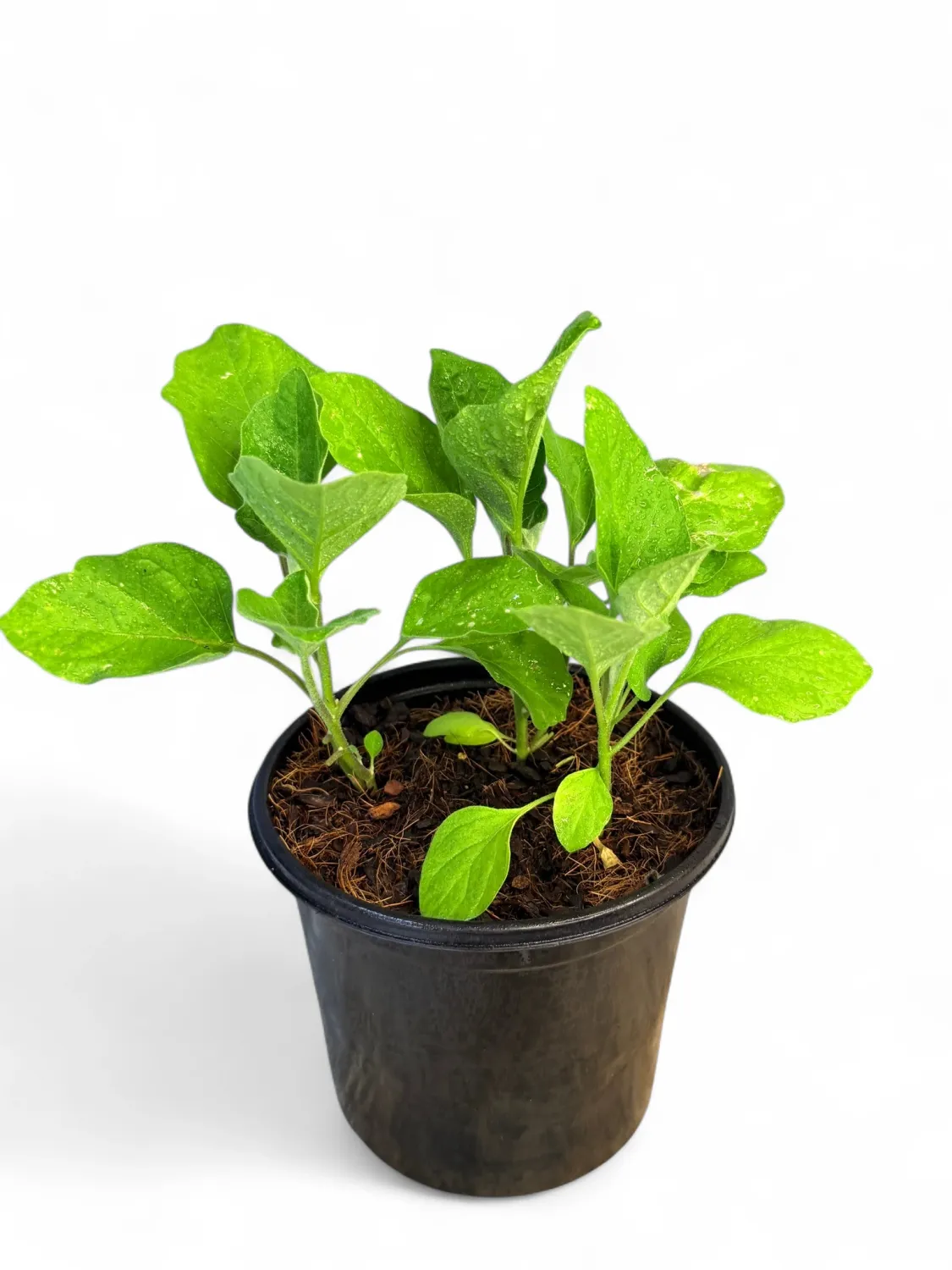 Egg Fruit Brinjal Black Beauty "Solanum Melongena" 17cm Pot