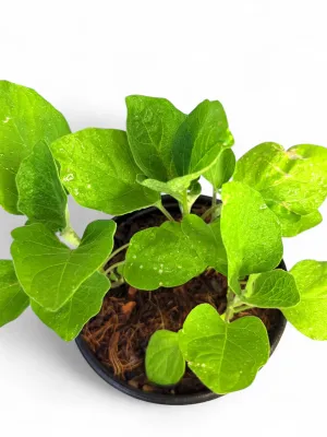 Egg Fruit Brinjal Black Beauty "Solanum Melongena" 17cm Pot