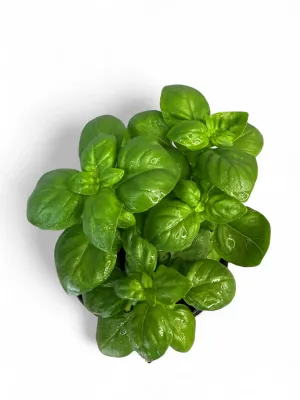 Basil Everleaf Genovese "Ocimum Basilicum" 12cm Pot