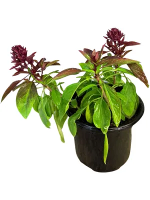 Basil Thai Siam Queen 12cm Pot