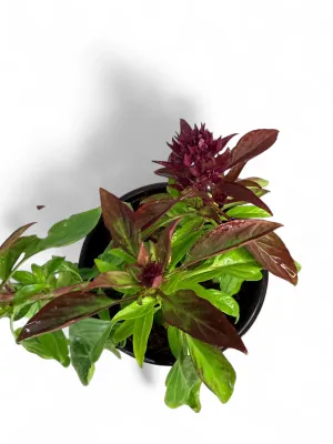 Basil Thai Siam Queen 12cm Pot