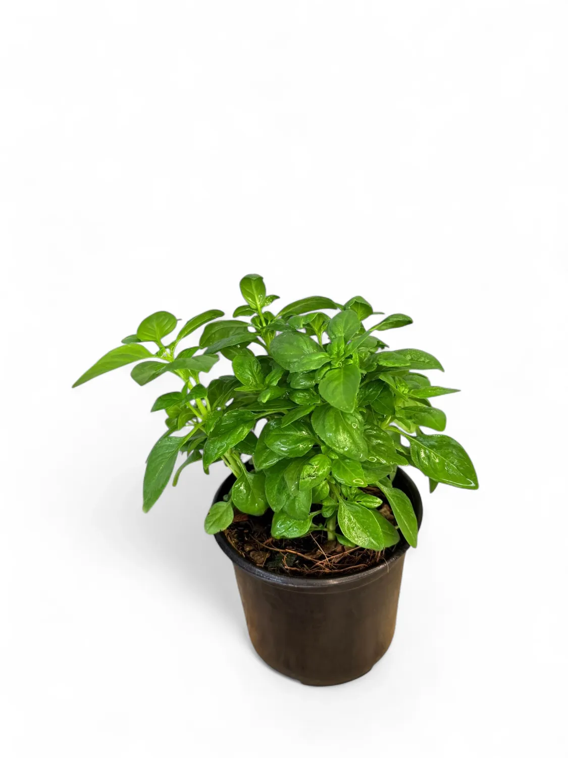 Basil Dolce Fresca 12cm Pot