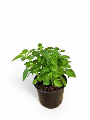 Basil Dolce Fresca 12cm Pot