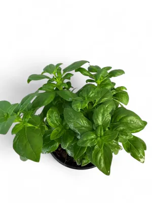 Basil Dolce Fresca 12cm Pot
