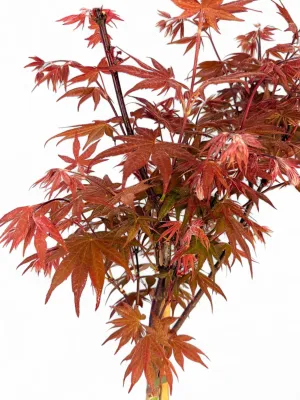 Acer Palmatum Blood Good "Japanese Maple" 23cmPot
