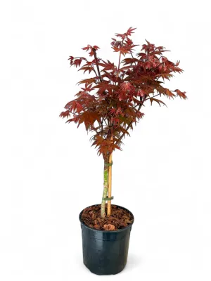 Acer Palmatum Blood Good "Japanese Maple" 23cmPot
