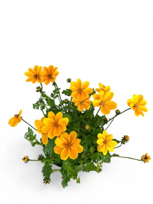 Bidens Ferulifolia "Golden Empire" 15cmPot
