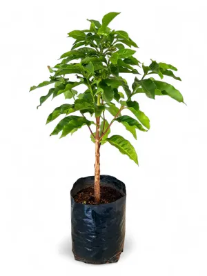 F6 Arabica Coffee Plant "Coffea Arabica" 5Liter