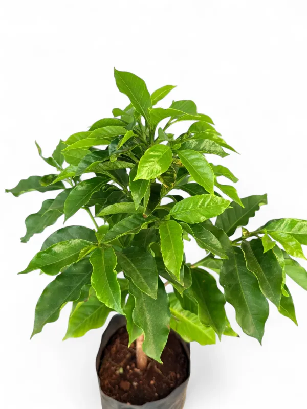 F6 Arabica Coffee Plant "Coffea Arabica" 5Liter