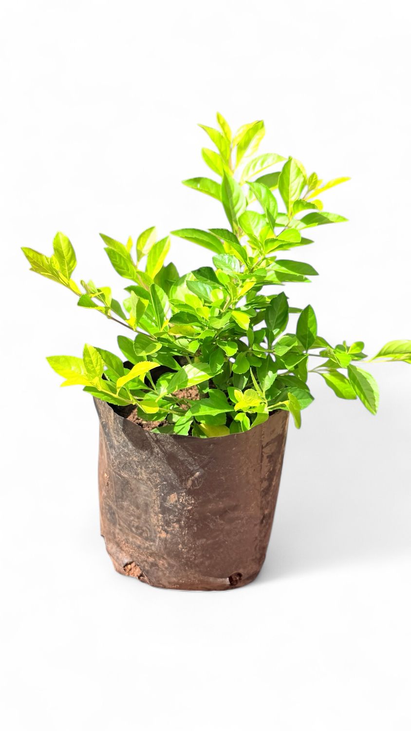 Duranta Erecta "Golden Duranta" 4 Liter Duranta Erecta "Golden Duranta" 4 Liter