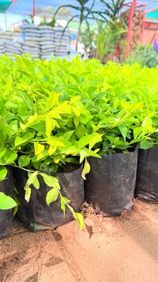 Duranta Erecta "Golden Duranta" 4 Liter