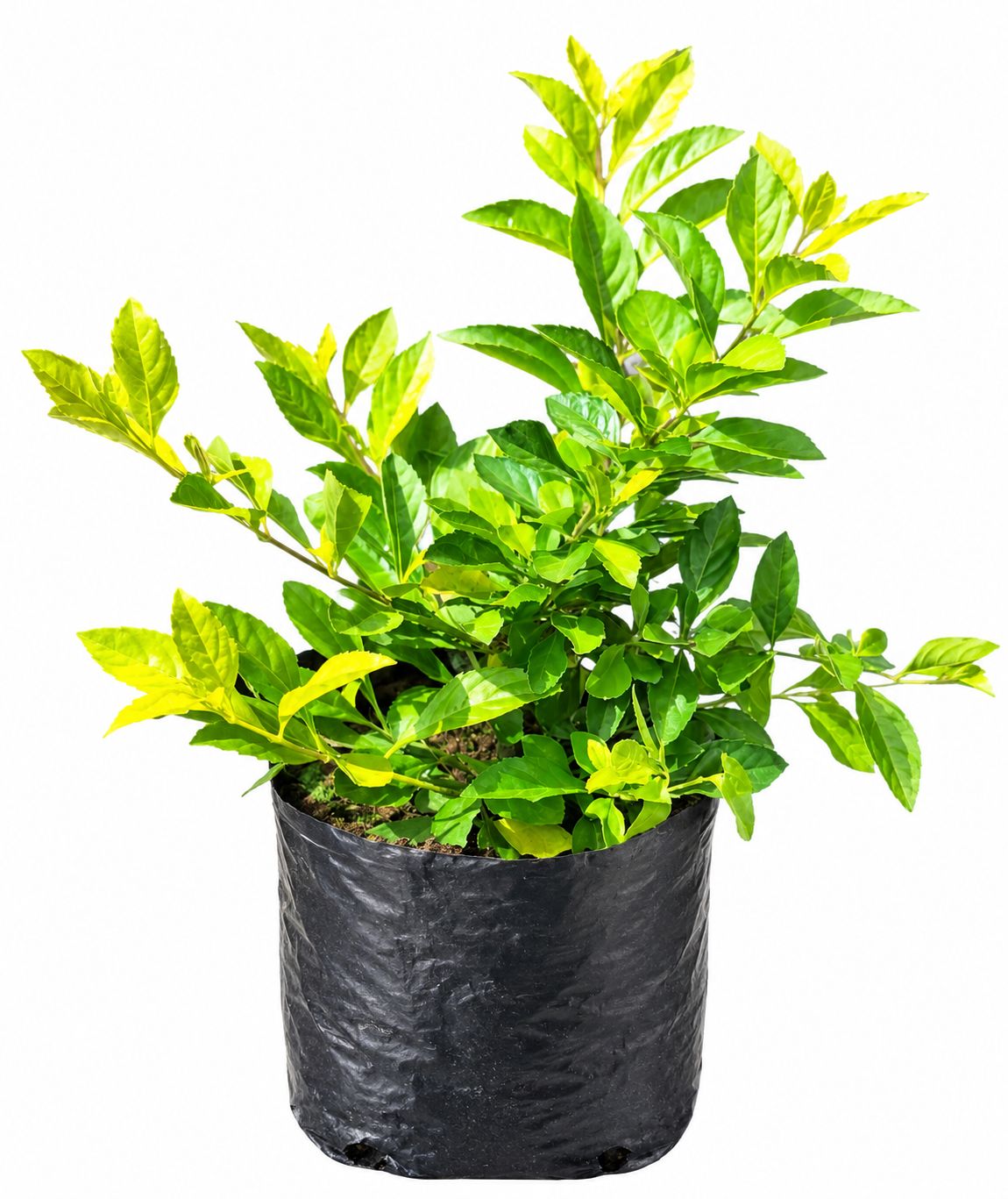 Duranta Erecta "Golden Duranta" 4 Liter Duranta Erecta "Golden Duranta" 4 Liter