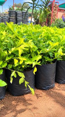 Duranta Erecta "Golden Duranta" 4 Liter