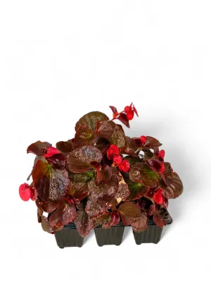 Begonia Bronze Leaf "Scarlet" Seedlings 6 Pack