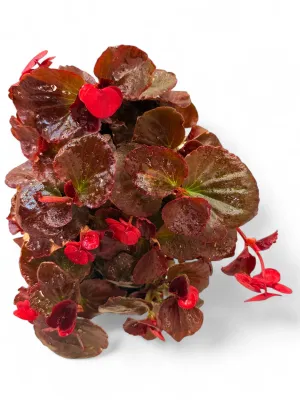 Begonia Bronze Leaf "Scarlet" Seedlings 6 Pack
