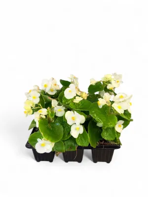 Begonia Green Leaf "White" Seedlings 6 Pack