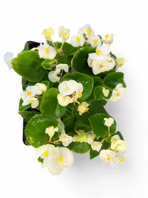 Begonia Green Leaf "White" Seedlings 6 Pack