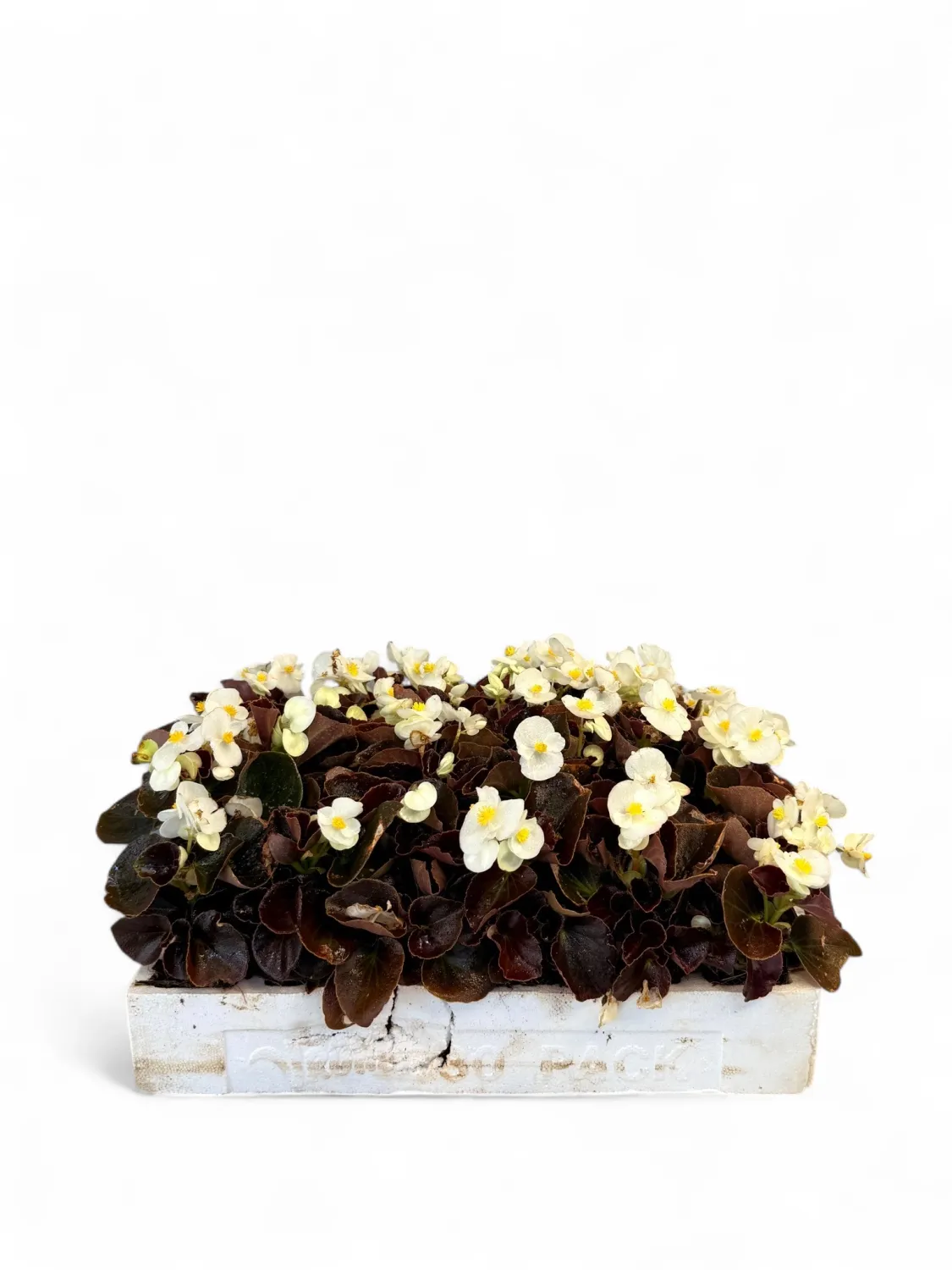 Begonia Bronze Leaf "White" Seedlings 30 Pack
