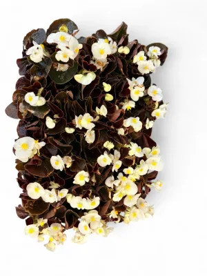 Begonia Bronze Leaf "White" Seedlings 30 Pack