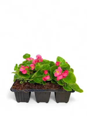 Begonia Green Leaf "Rose" Seedlings 6 Pack