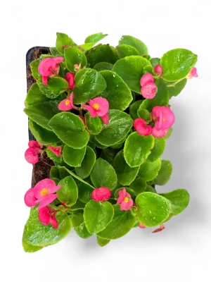 Begonia Green Leaf "Rose" Seedlings 6 Pack