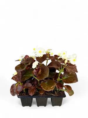 Begonia Bronze Leaf "White" Seedlings 6 Pack