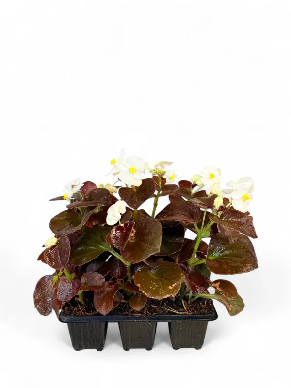 Begonia Bronze Leaf "White" Seedlings 6 Pack