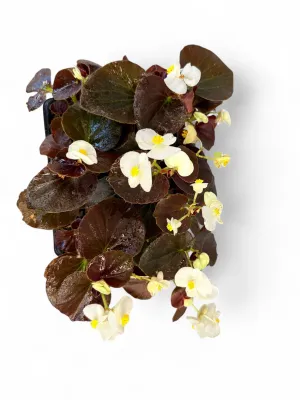 Begonia Bronze Leaf "White" Seedlings 6 Pack