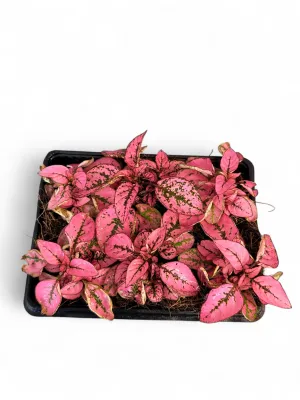 Hypoestes Phyllostachya "Confetti Pink" Seedlings 6 Pack