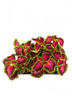 Plectranthus Scutellarioides "Coleus Kong Rose" Seedlings 6 Pack