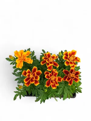 Marigold "Flame Sun" Seedlings 6 Pack